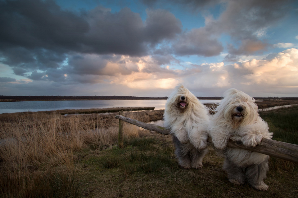 Sheepdog Sisters Posing Together, Holland