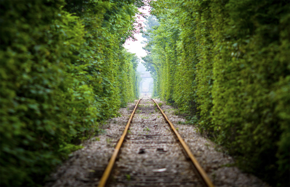Tree Rail Tunnel, China
