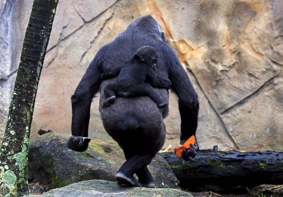 Baby Gorilla Mjukuu Rides On The Back Of His Mother