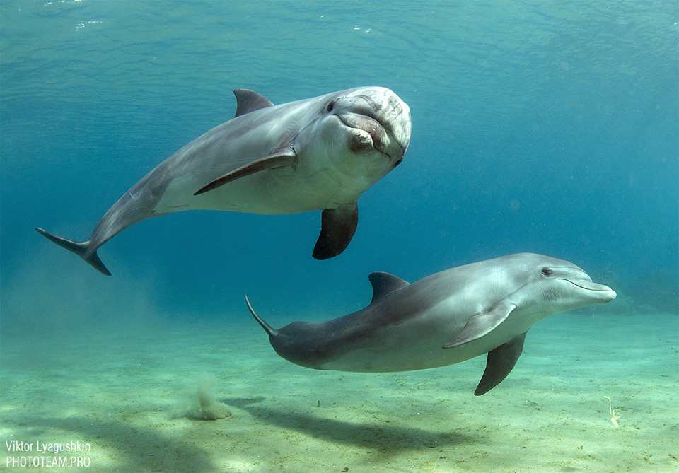 Dolphins Say Hello