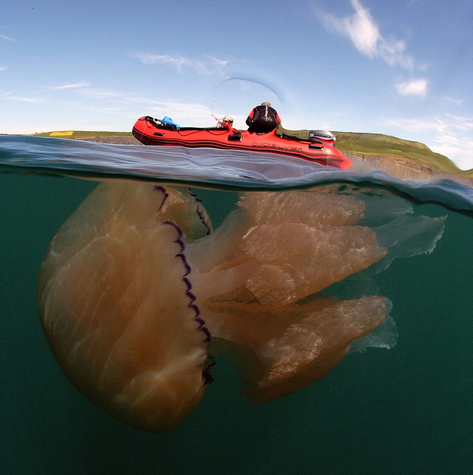 Giant Barrel Jellyfish, England