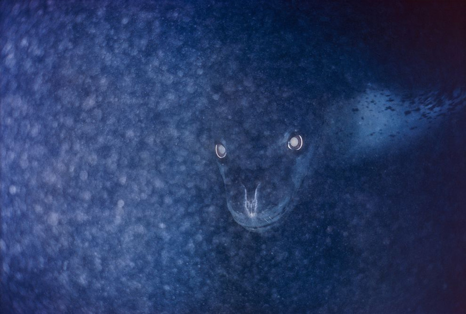 Leopard Seal Lurking Below Ice