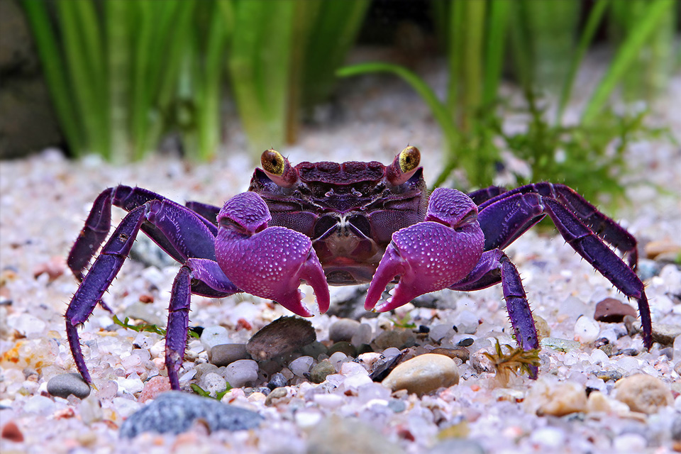 New Found Species Of Vampire Purple Crab
