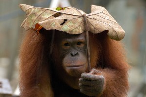 Orangutan Using Leaf As Umbrella