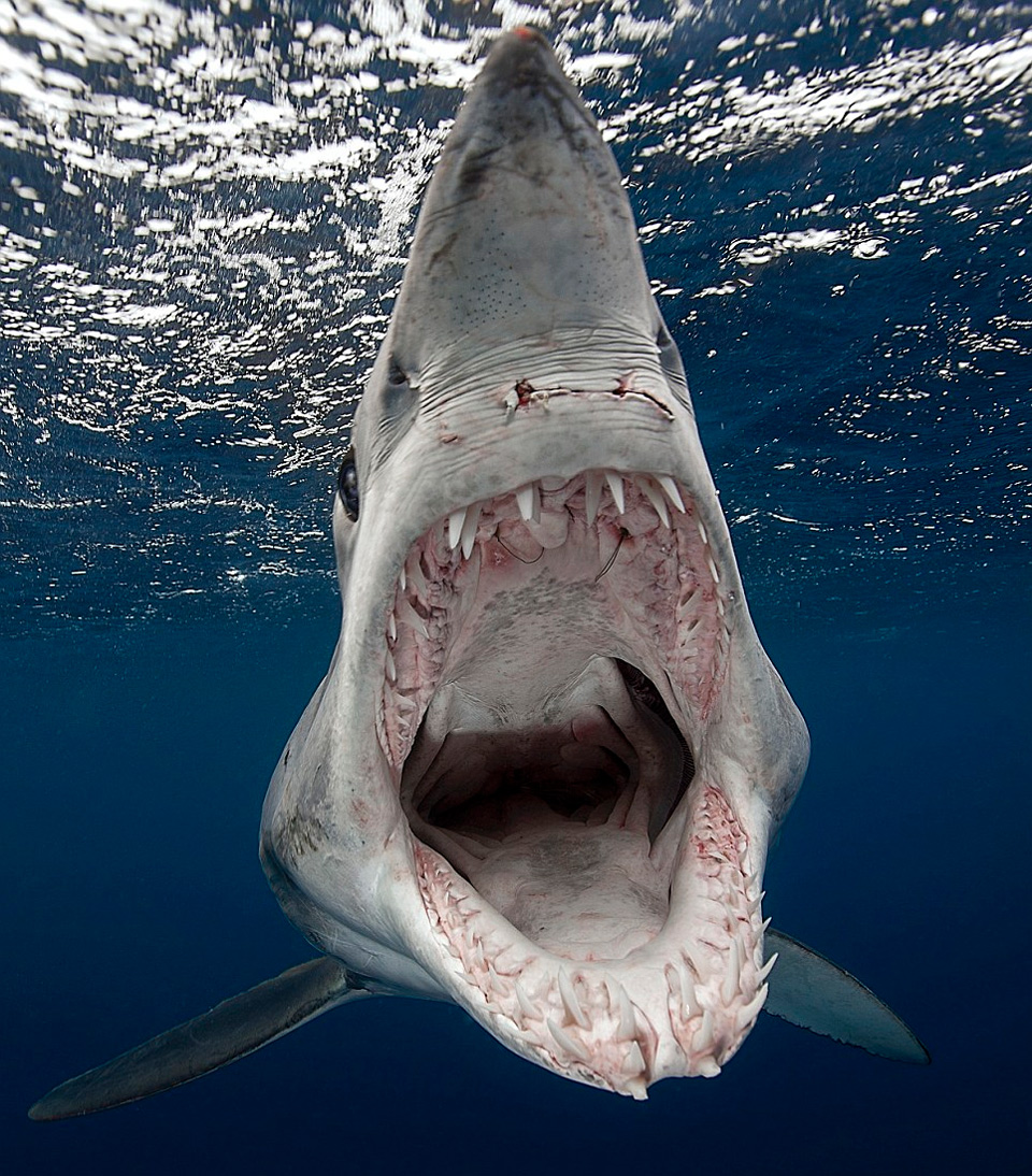 Photographer Attacked By Shark