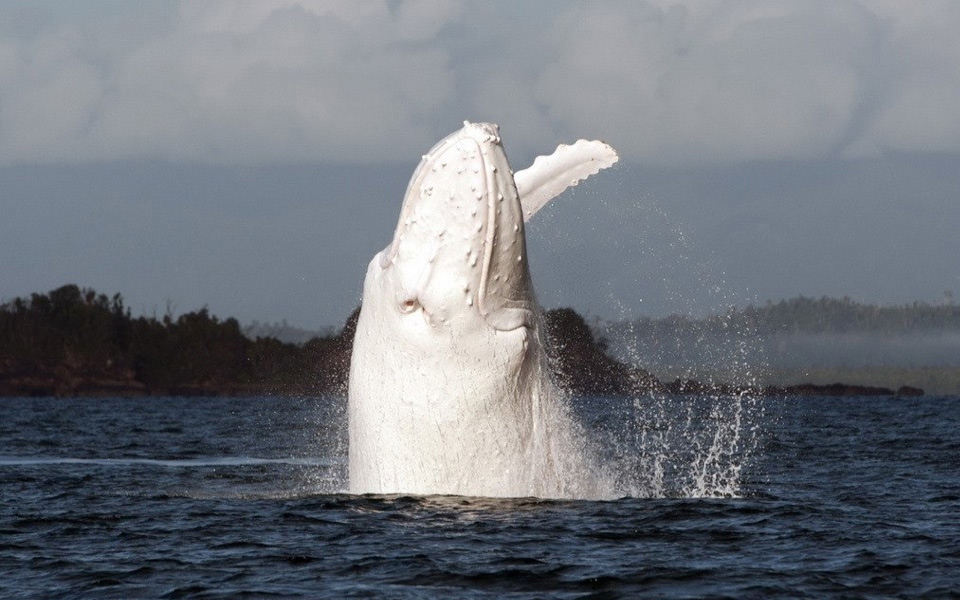 Rare Albino Whale