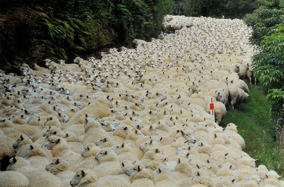 Sheep Fill A Country Road, New Zealand