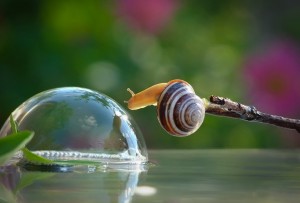 Snail Drinks Water From A Bubble