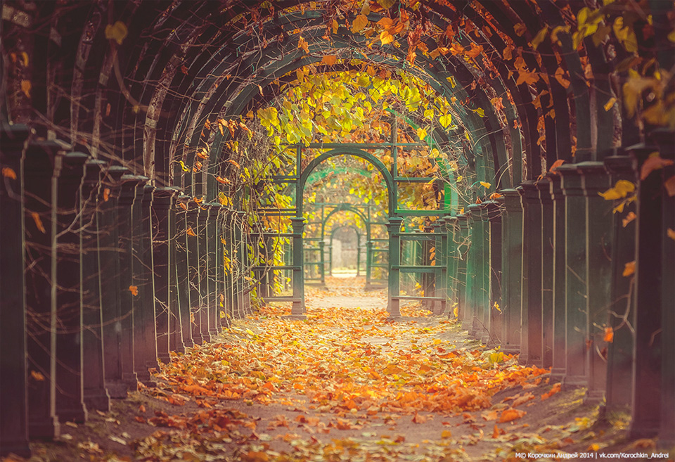 A Garden Tunnel In Peterhof Palace, St Petersburg, Russia