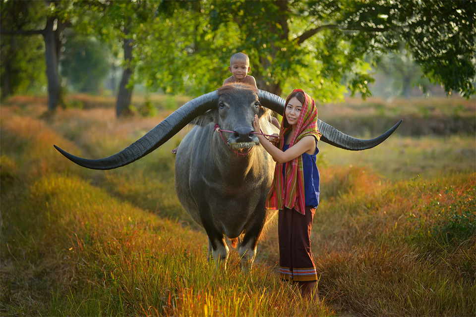 Farmer Family With Buffalo, Thailand