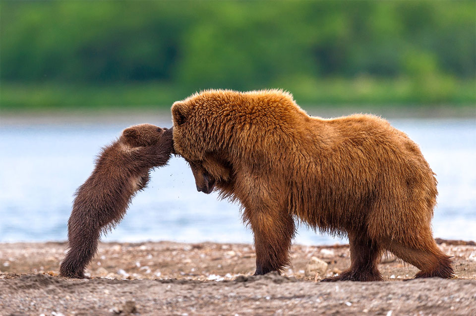Grizzly Bear Mother And Cub Playing