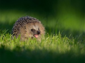 Hedgehog Smile