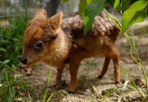 One Month Old Pudu, The World’s Smallest Deer