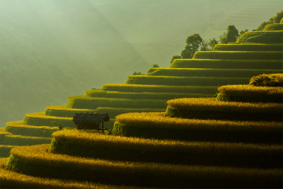 Rice Field Terraces, Vietnam