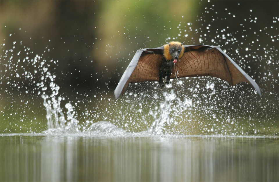 The Grey-Headed Flying Fox, Australia