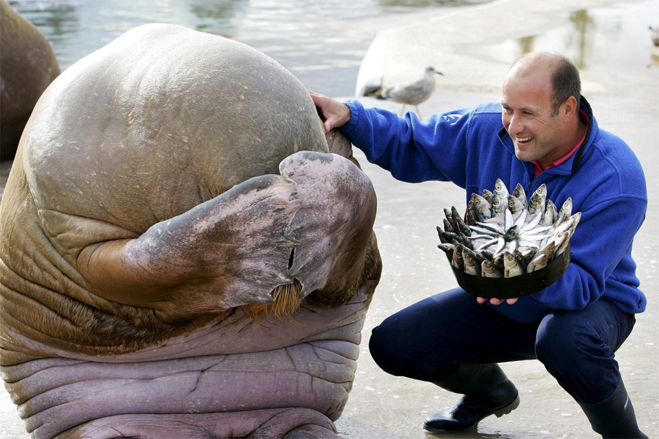 Birthday Surprise For Adorable Walrus