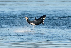 Happy Baby Killer Whale Breaches The Surface