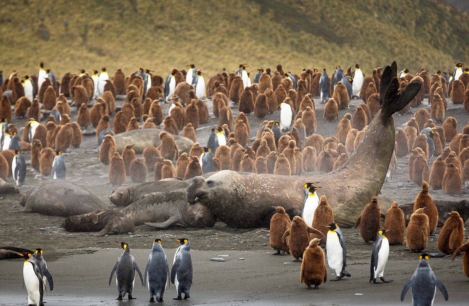 Huge Male Elephant Seal Surrounded With Penguins