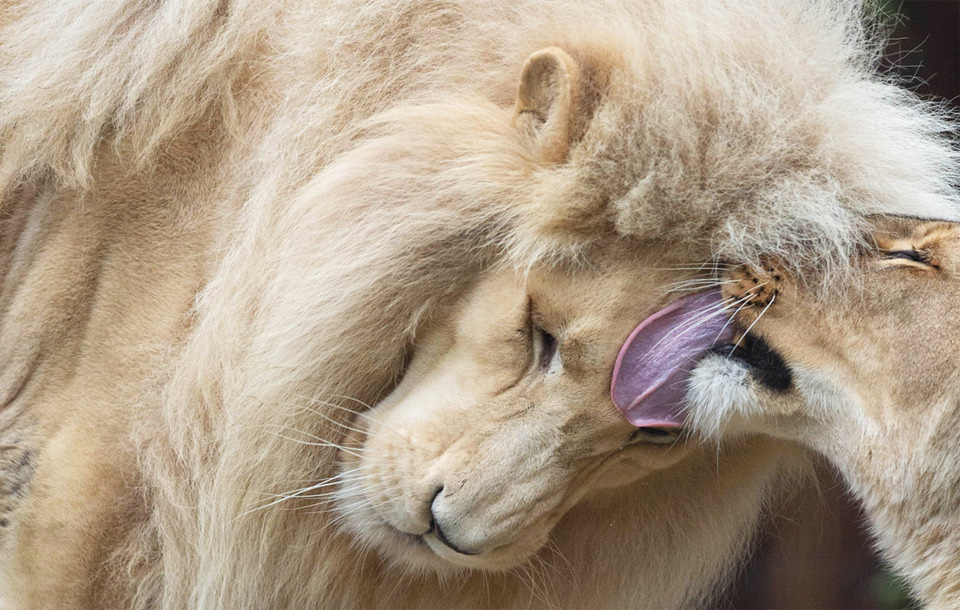 Love Couple 10-Year-Old South African Lions