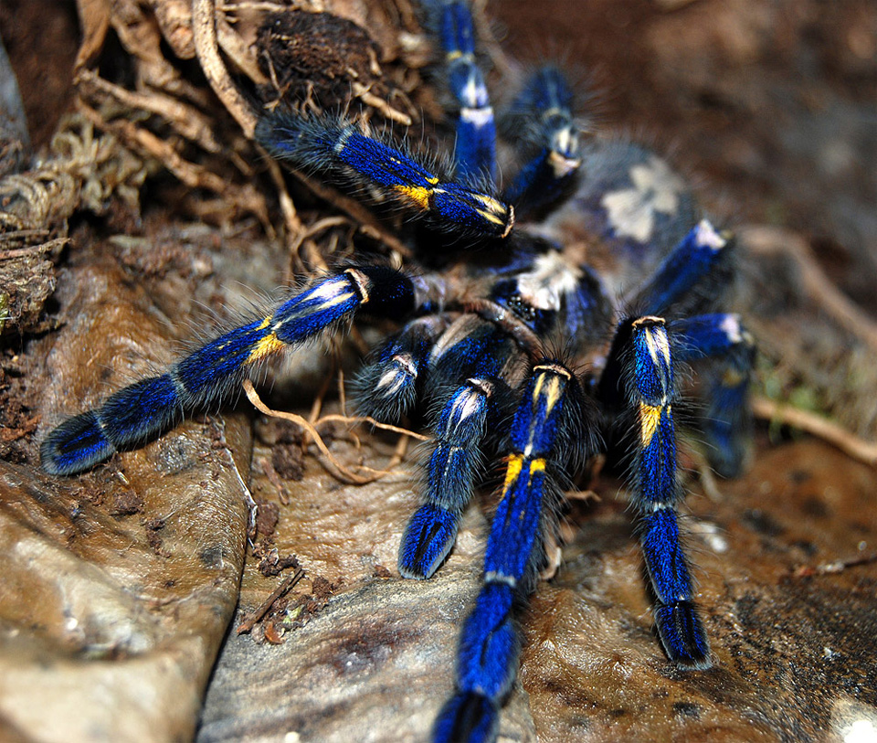 Rare Blue Gooty Tarantula