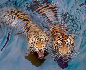 Couple Tigers Swimming