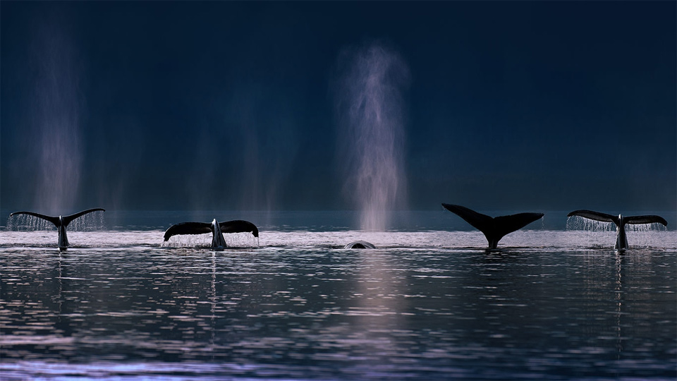 Humpback Whales Swim, Alaska