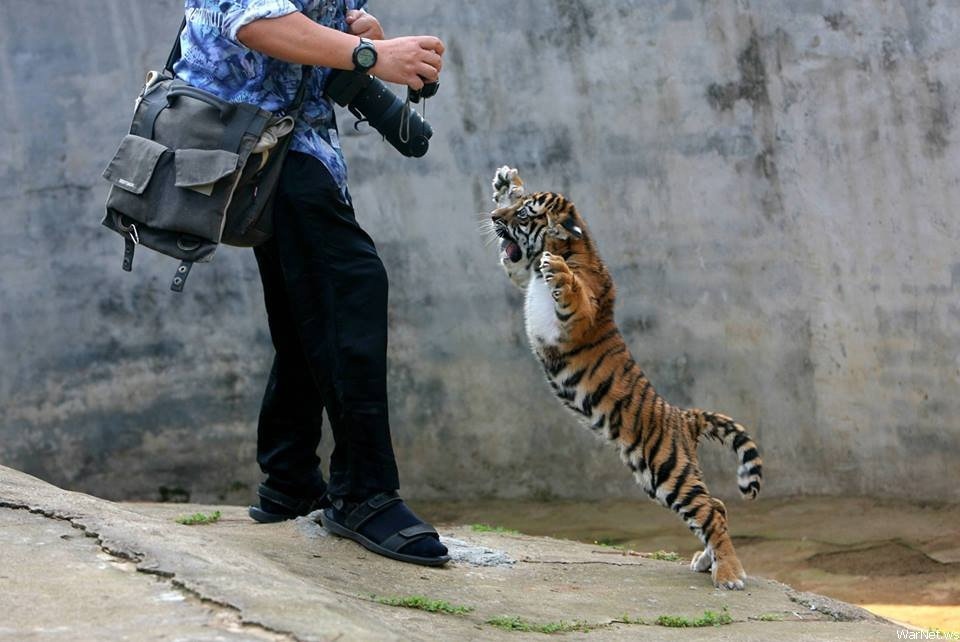 Baby Tiger Don’t Like Photographers