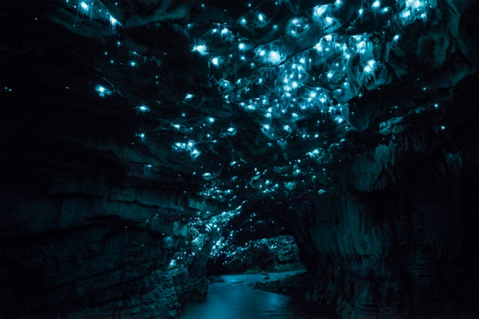 Firefly Lights Inside Cave, New Zealand