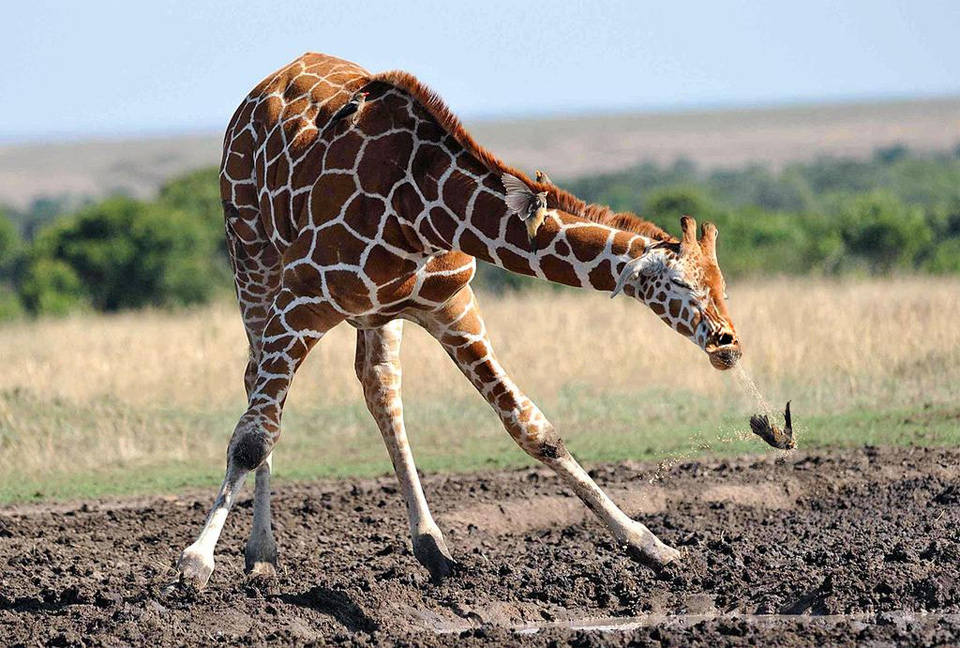 Giraffe Sneezes On Bird