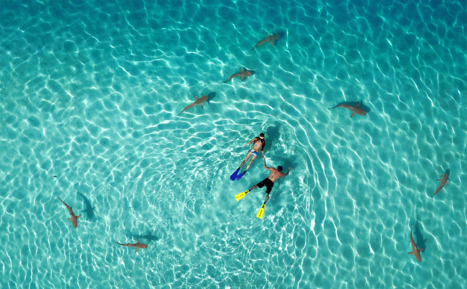 Snorkeling With Sharks