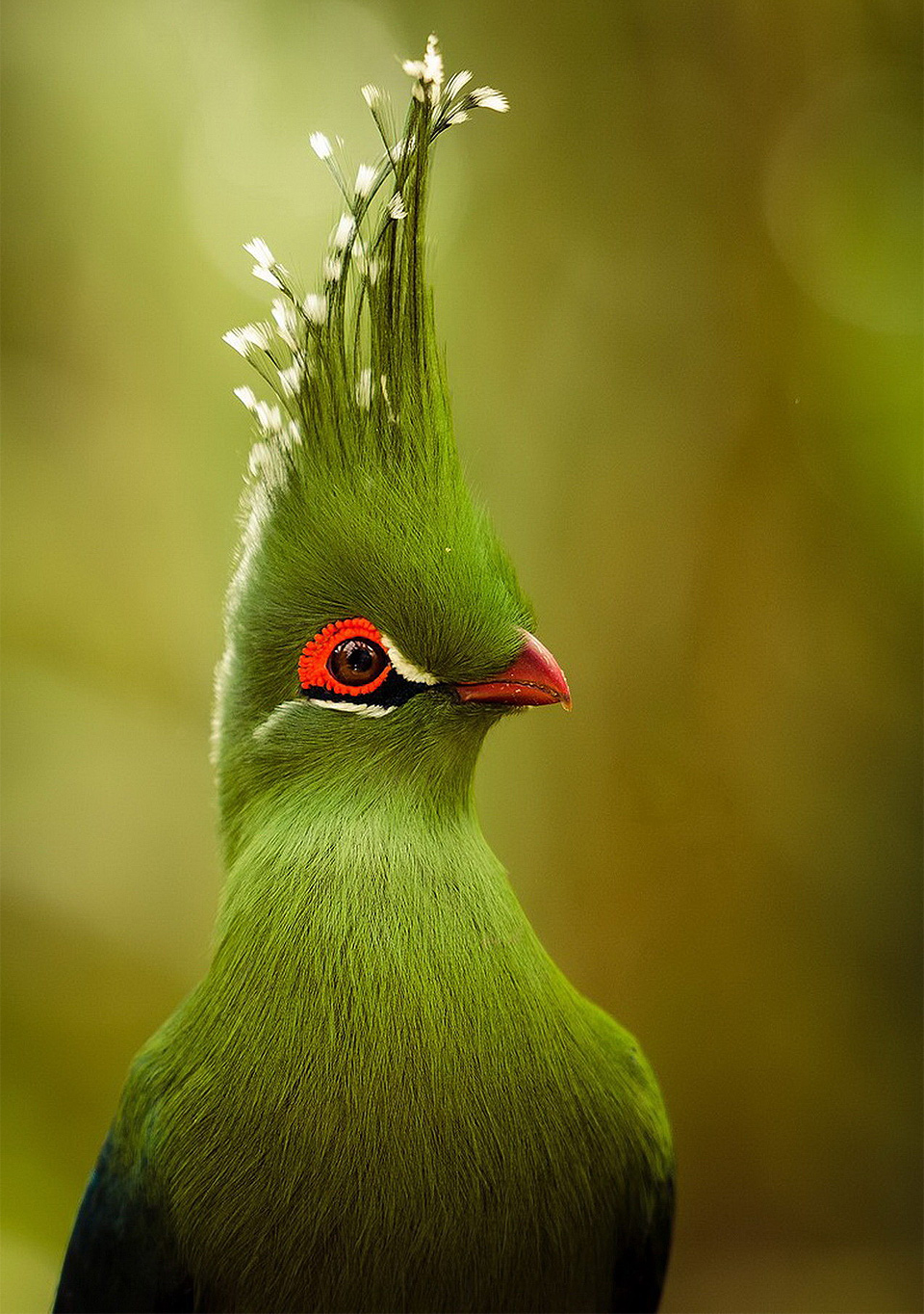 The Bird With Majestic “Hair Style”