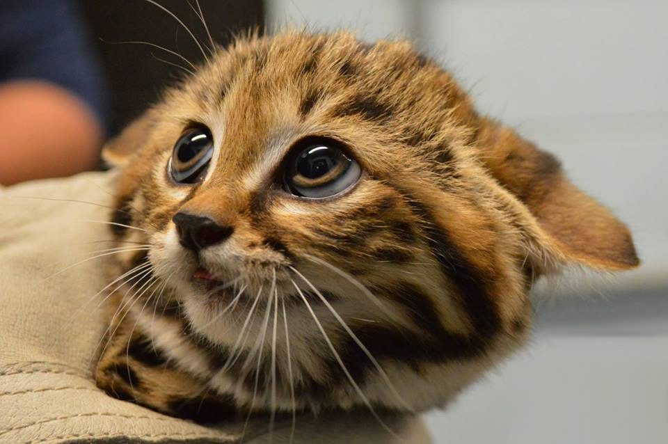 Adorable Black-Footed Cat Kitten, Philadelphia Zoo