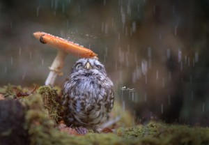 Cute Little Owl Uses Mushroom As Umbrella
