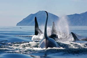 Fifteen Most Incredible Whale Watching Destinations Around The Globe