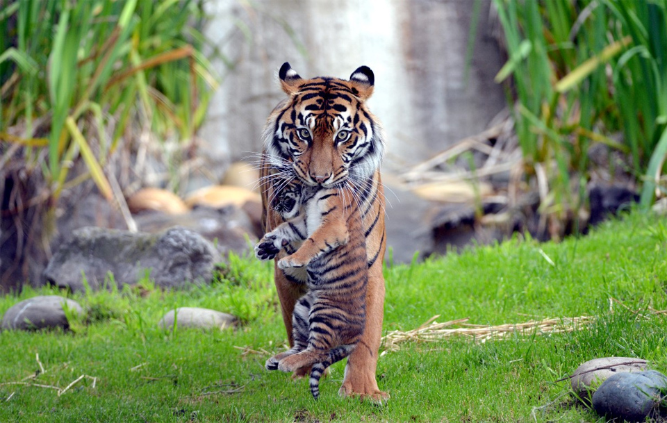 Tiger Takes Her Cub To The Safe Area