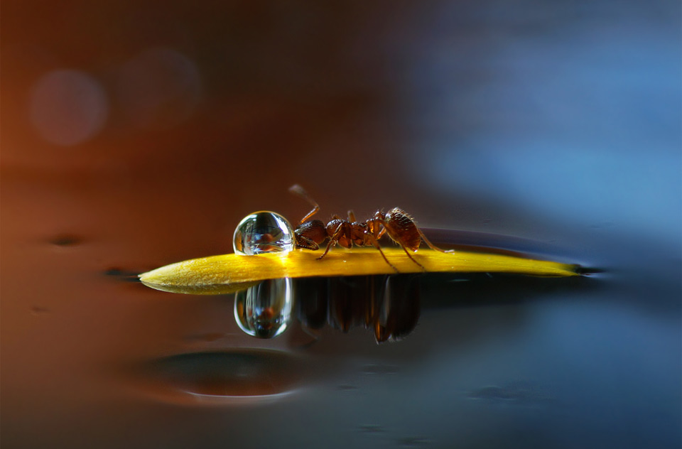 Ant On A Small Raft