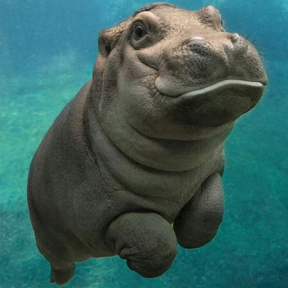 Happy Baby Hippo From San Diego Zoo