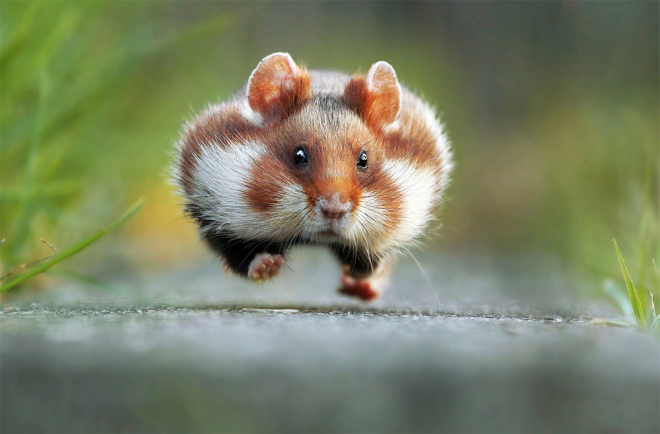 Rush Hour Hamster