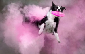 Dog Jumps Through Cloud of Pink Powder