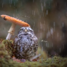 Cute Little Owl Uses Mushroom As Umbrella