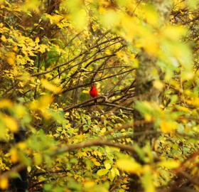 red bird in yellow tree