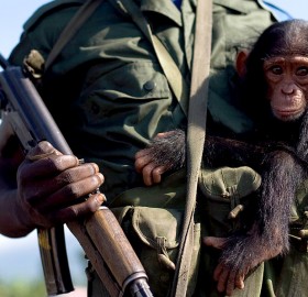 soldier holds baby chimpanzee