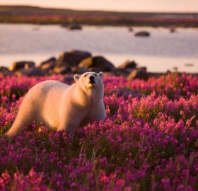 polar bear in fields of purple flowers
