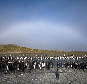 white rainbow over penguins