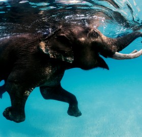 swimming elephant, andaman islands