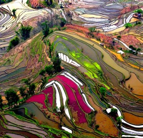 colorful rice fields of china