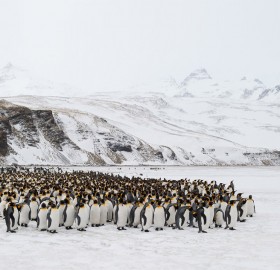 penguins gathering for a photo
