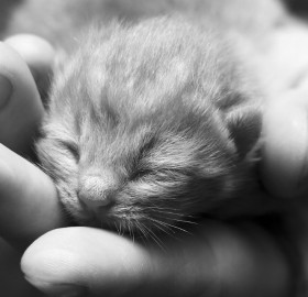 little kitty in my hands