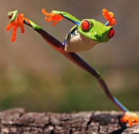 kung fu frog