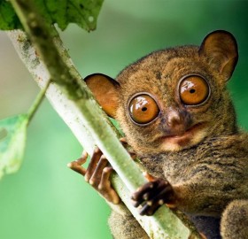 the look of western tarsier